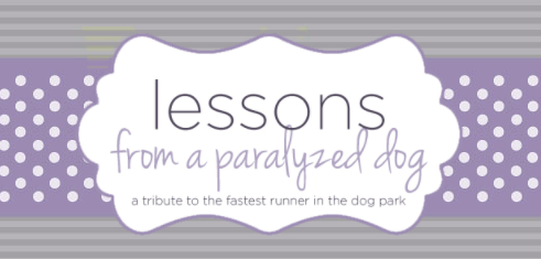 Lessons from a paralyzed dog article