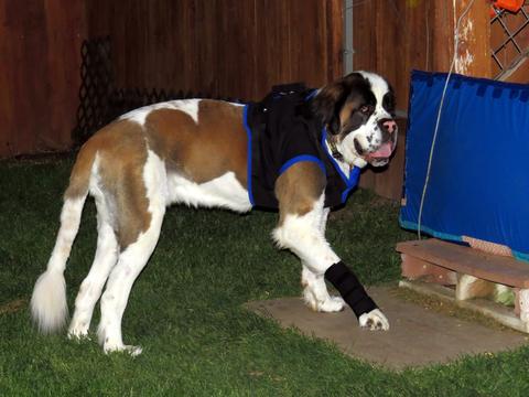 River the St Bernard