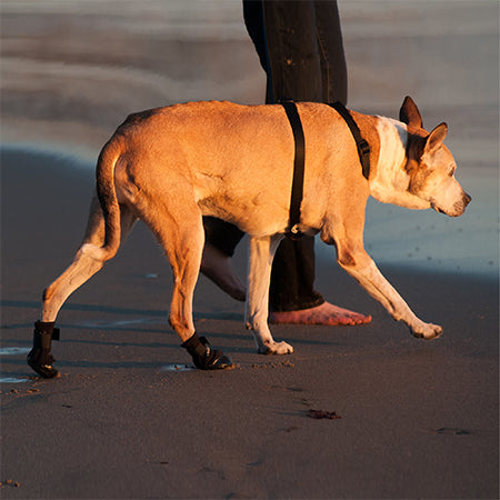 http://www.walkaboutharnesses.com/cdn/shop/files/WalkaboutDogSportBootsPawProtectionBeachBackWalk_grande.jpg?v=1689186959