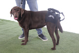 Airlift One Support Harness