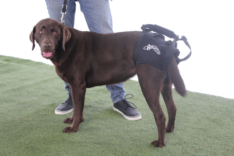 Airlift One Support Harness