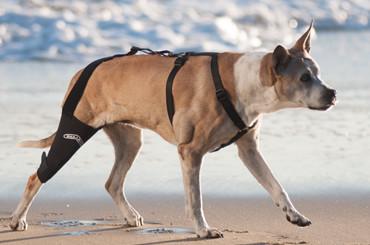 The Walkabout Knee Brace helps improve mobility and reduce pain in dogs.