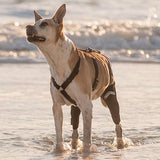 Dog's with knee injuries need proper support. Pictured is a dog in Santa Cruz, California wearing the Walkabout Double Knee Brace which helps with mobility on both of the dog's back knees.
