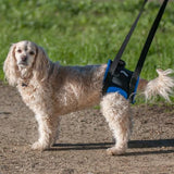 This dog harness improves dog mobility (perfect for old or injured dogs) and fits great on a poodle.