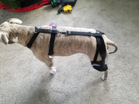 A double knee brace from Walkabout Harnesses helps dogs with knee injuries to compress, provide support, and ensure proper healing.