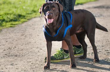 Walkabout front end harness on a chocolate lab