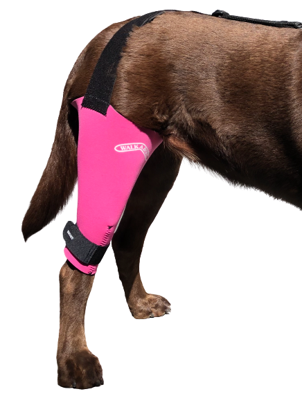 Neoprene dog knee brace deals
