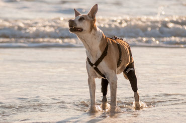 This dog in Santa Cruz is wearing a walkabout double knee brace which is a great way to help improve a dog's knee injury without surgery.