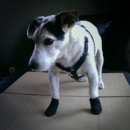 Jawz on a jack russell terrier
