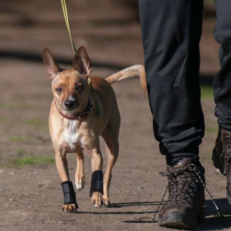 carpal support brace on Terrier Chihuahua mix