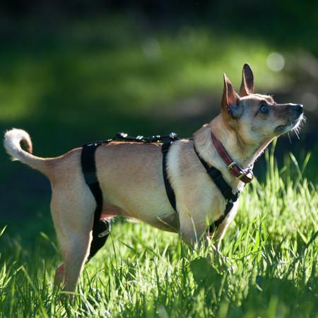 Walkabout Adjustable Chest Harness