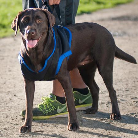 Walkabout front end harness on a chocolate labrador