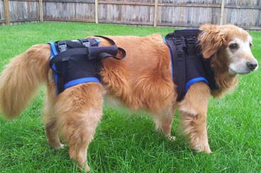 The Walkabout Harness Front and Rear Combination Harnesses
