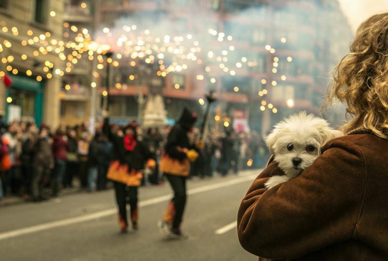 Keep your pet calm on the 4th of July