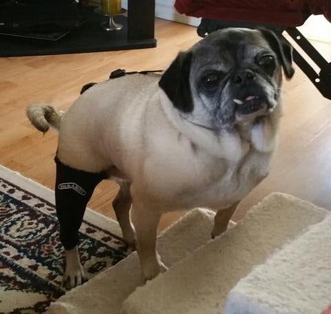 Rocky the Pug
