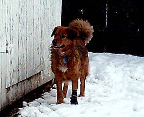 Sandy the Snow Dog