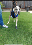 The Walkabout Amputee Harness - Front End