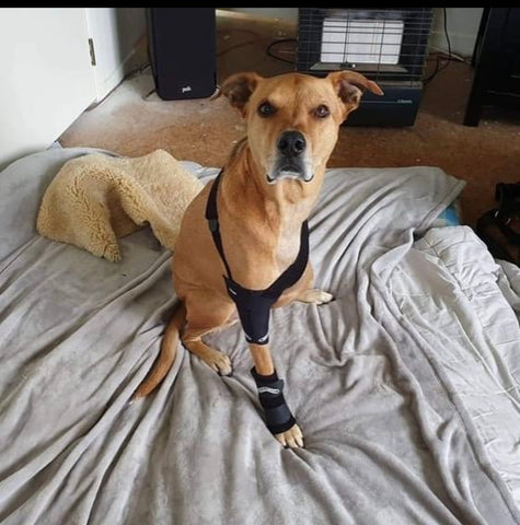 Carpal Support Brace