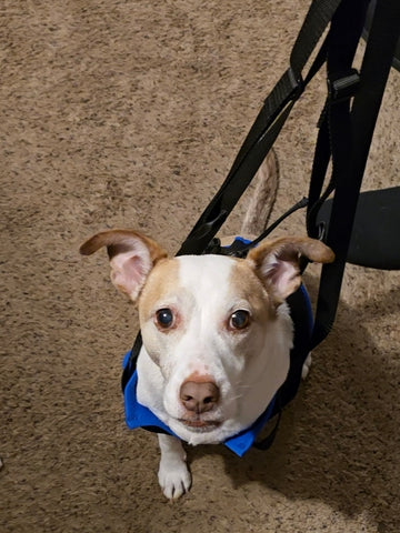 The Walkabout Amputee Harness - Front End