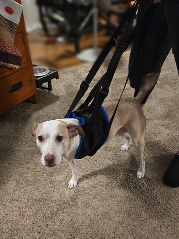 The Walkabout Amputee Harness - Front End