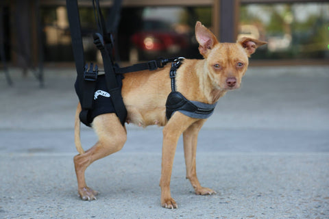 Airlift One Amputee Harness - Back End