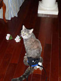 The Original Walkabout Back End Harness™