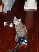 The Original Walkabout Back End Harness™