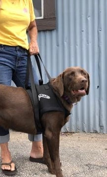 Walkabout Front End Harness