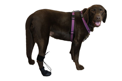 The ToesUp Walkaboot is an anti-knuckling boot for dogs who have trouble with their gait and drag their paws.