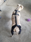 Help your dog safely recover from a knee injury including a ACL/CCL tear with a double knee brace. The Walkabout Double Knee Brace also has a chest halter to provide even more support to your dog's injury to ensure safe and healthy healing.