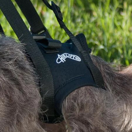The Airlift One support harness by Walkabout Harnesses helps assist the back legs on a dog, especially great for older dogs.