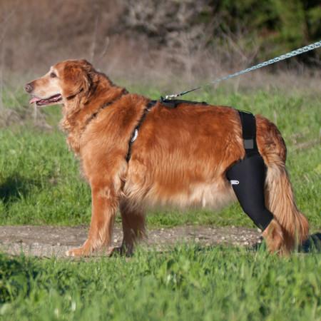 Help dog arthritis with the Walkabout dog knee brace. This brace helps improve mobility and reduce pain without surgery.