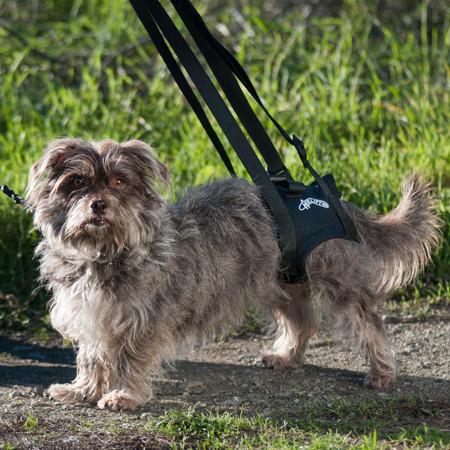 Help older dogs mobility with a back leg assistance harness by Walkabout Harnesses.