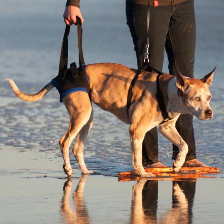 Improve dog mobility with older dogs with the walkabout back end harness.