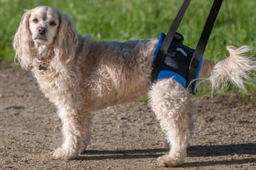 Help dog's with mobility with a harness with a handle so that you can easily pick up your dog without hurting your back.