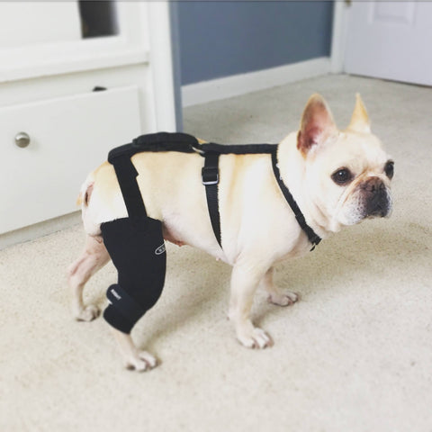 Dog knee braces help to reduce pain and improve movement. If your dog has arthritis, cruciate ligament injury, meniscus injury, kneecap problems or tendinitis, it may benefit from a knee brace.