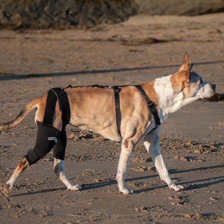 Dog knee braces help dogs move better by providing support and stability. The walkabout knee brace is great for helping dog limping and joint pain.