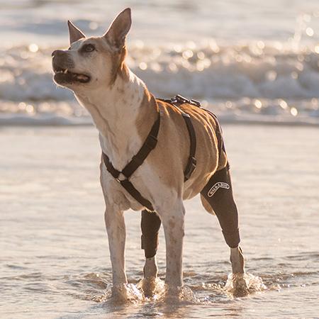 Dog's with knee injuries need proper support. Pictured is a dog in Santa Cruz, California wearing the Walkabout Double Knee Brace which helps with mobility on both of the dog's back knees.