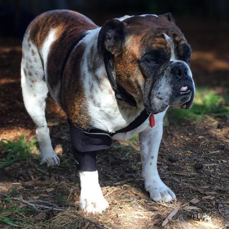 Provide mobility and stability after surgery so that your dog heals properly with a walkabout elbow brace.