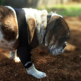 Improve dog's stability and mobility before surgery with a walkabout elbow brace.