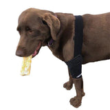 Improve your dog's joint stability without surgery with a walkabout elbow brace.