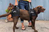 The Walkabout Harness Front and Rear Combination Harnesses