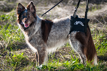 Dog back end best sale harness