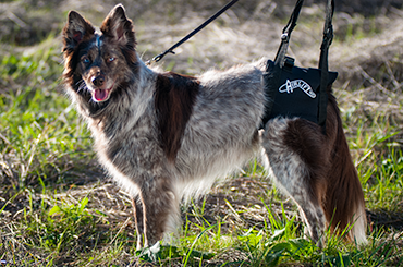 Medium dog wearing an Air Lift One