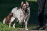 carpal support brace on border collie mix