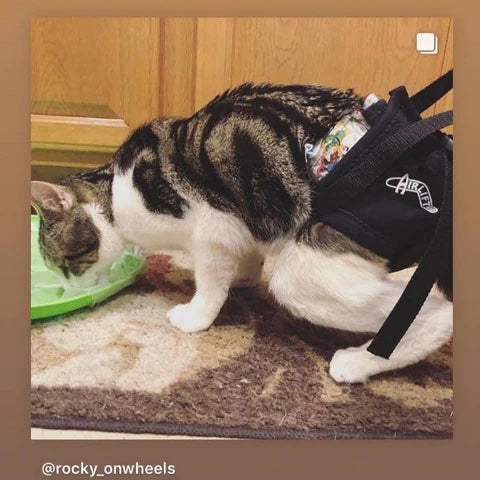 Harness for hind legs on cats to help mobility and hip dysplasia