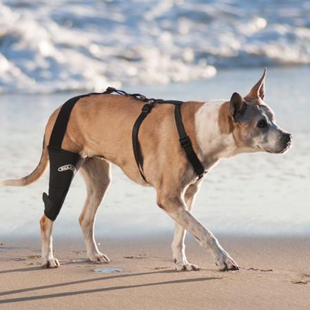 The Walkabout Knee Brace can help support and stabilize your dog's knee after surgery to ensure proper healing.