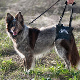 Help dog's mobility with a back end harness by Walkabout Harnesses.