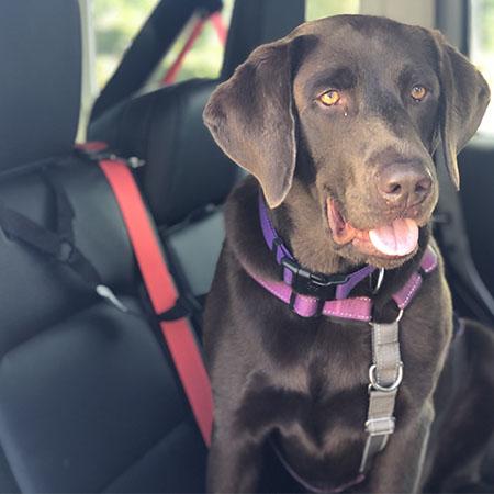 The Buddy Belt (pet safety seatbelt)