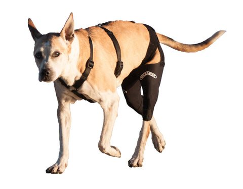Dog's with an ACL tear need stability in their knees to ensure proper healing. The walkabout double knee brace helps improve knee stability in both back knees on dogs.